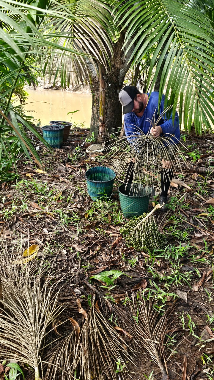 Coleta de açaí no território ribeirinho